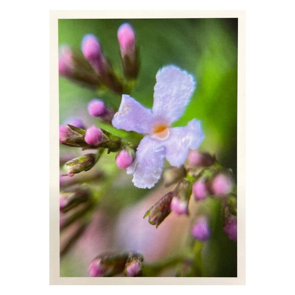 Cottage Series #8 ACEO Macro Photo *Limited Edition* Nature Mini Art Card - Picture 1 of 1